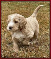Kenzie Flynn pups 5 wks old 241