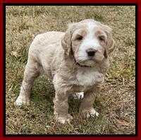 Kenzie Flynn pups 5 wks old 261