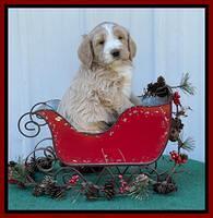 Kenzie Flynn pups 6 wks old 261
