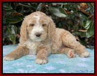 Kenzie Flynn pups 7 wks old 261