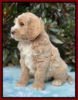 Kenzie Flynn pups 7 wks old 271