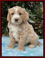 Kenzie Flynn pups 7 wks old 291