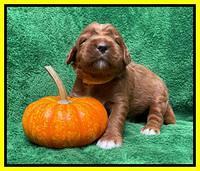 Kenzie Flynn pups 2 wks old 241