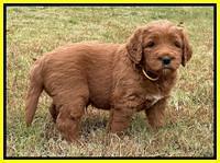 Kenzie Flynn pups 5 wks old 301