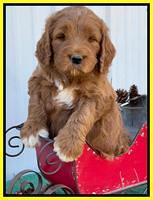 Kenzie Flynn pups 6 wks old 321