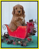 Kenzie Flynn pups 6 wks old 341