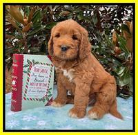 Kenzie Flynn pups 7 wks old 311