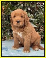 Kenzie Flynn pups 7 wks old 321