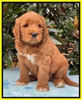 Kenzie Flynn pups 7 wks old 331