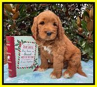 Kenzie Flynn pups 7 wks old 361