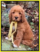 Kenzie Flynn pups 8 wks old 161