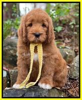 Kenzie Flynn pups 8 wks old 191