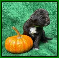 Kenzie Flynn pups 2 wks old 281