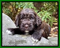 Kenzie Flynn pups 3 wks old 321