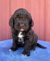 Kenzie Flynn pups 4 wks old 38!
