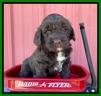 Kenzie Flynn pups 4 wks old 39!