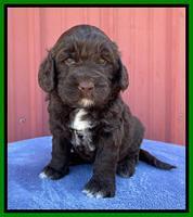 Kenzie Flynn pups 4 wks old 40!