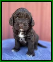 Kenzie Flynn pups 4 wks old 41!