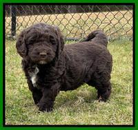 Kenzie Flynn pups 5 wks old 341
