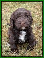 Kenzie Flynn pups 5 wks old 351