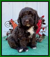 Kenzie Flynn pups 6 wks old 371