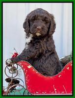 Kenzie Flynn pups 6 wks old 391