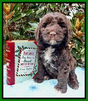 Kenzie Flynn pups 7 wks old 381