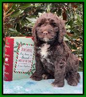 Kenzie Flynn pups 7 wks old 391
