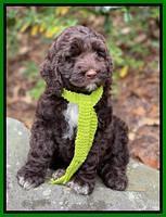 Kenzie Flynn pups 8 wks old 2100