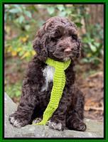 Kenzie Flynn pups 8 wks old 5100