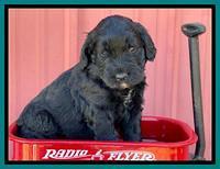 Kenzie Flynn pups 4 wks old 43!