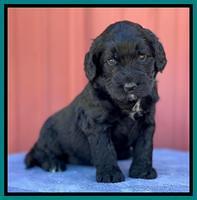 Kenzie Flynn pups 4 wks old 47!