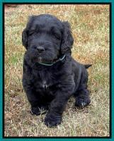 Kenzie Flynn pups 5 wks old 391