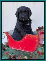 Kenzie Flynn pups 6 wks old 461