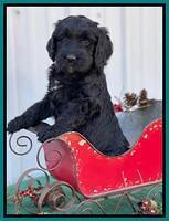 Kenzie Flynn pups 6 wks old 471