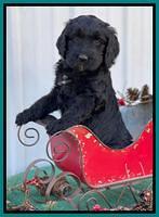 Kenzie Flynn pups 6 wks old 481