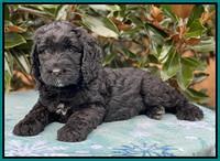 Kenzie Flynn pups 7 wks old 451