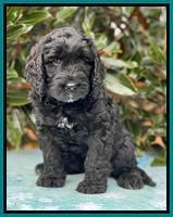 Kenzie Flynn pups 7 wks old 471