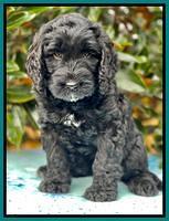 Kenzie Flynn pups 7 wks old 481