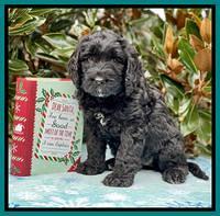 Kenzie Flynn pups 7 wks old 491