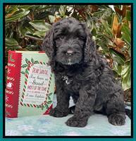Kenzie Flynn pups 7 wks old 501