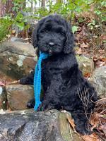 Kenzie Flynn pups 8 wks old 231