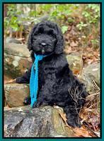 Kenzie Flynn pups 8 wks old 261