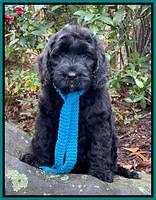 Kenzie Flynn pups 8 wks old 271
