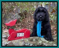 Kenzie Flynn pups 8 wks old 311