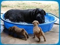 KJ pups 6 wks old pool time 4 Jade
