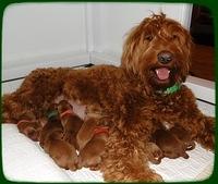 KT litter 2 days old