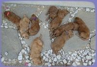 KT pups 5 wks old group
