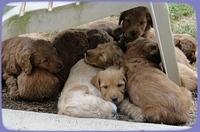 KT pups 5.5 weeks old snuggle K pup