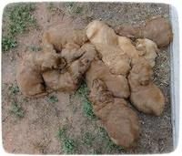 KT pups 5.5 wks old 32